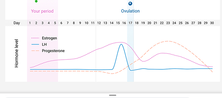 V aplikaci Natural Cycles je vidět, jak dlouhé jsou jednotlivé fáze vašeho cyklu, jak často měříte apod.