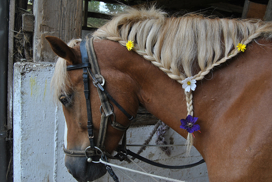 Na farmě Wegwartehof jsou chováni houževnatí a přátelští koně plemene Hafling.