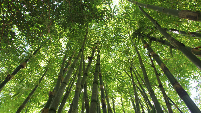 rostlina bambus